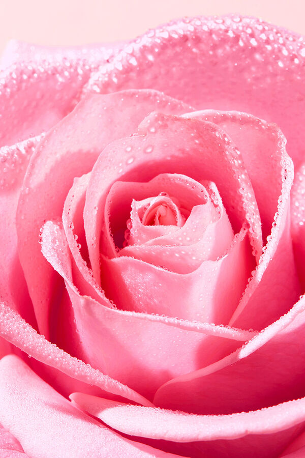 Nuxe VERY ROSE GEL LIMPIADOR CALMANTE 150ML Rosa