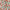 Estampado beige