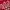 Estampado rojo