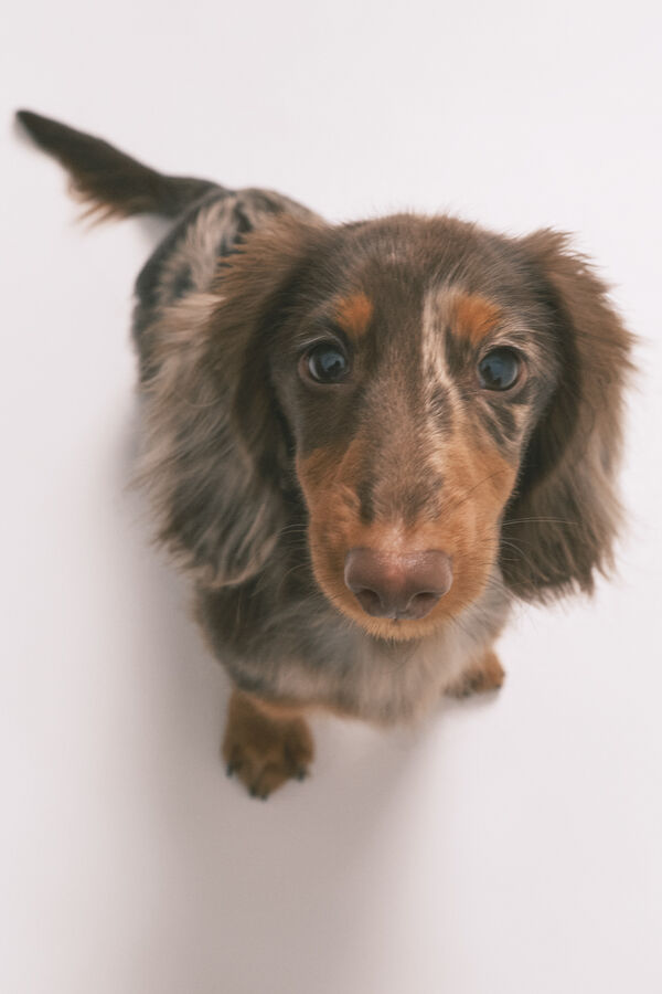 Women'secret Pijama camisero largo 100% algod&oacute;n estampado rayas y perritos naranja